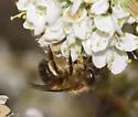 Taurus Mason Bee - photo 5