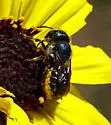 Texas Mason Bee