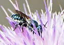 Texas Mason Bee - photo 2