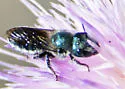 Texas Mason Bee - photo 3