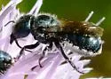 Texas Mason Bee - photo 4