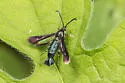 Osminia bicornicolis - Hodges#2545.2