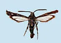 Osminia donahueorum - Hodges#2545.1 - Osminia donahueorum