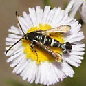 Osminia ruficornis - Hodges#2545