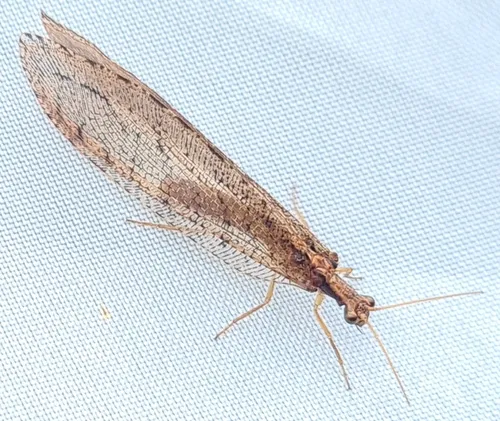 Stream Lacewings - Osmylidae