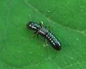 Osorius latipes - Osorius latipes