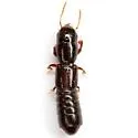 Osorius latipes - photo 3