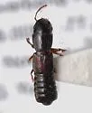 Osorius planifrons - photo 3