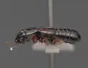 Osorius planifrons - photo 4