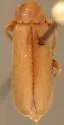 Osphya lutea