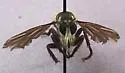 Ospriocerus aeacidinus - photo 3