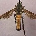 Ospriocerus aeacidinus - photo 4