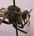 Ospriocerus aeacidinus - photo 5