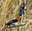 Ospriocerus aeacus