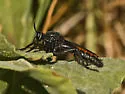 Ospriocerus aeacus - photo 2