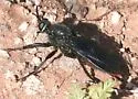 Ospriocerus aeacus - photo 3