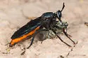 Ospriocerus aeacus - photo 4
