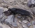 Ospriocerus aeacus - photo 5