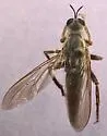 Ospriocerus arizonensis