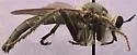 Ospriocerus arizonensis - photo 2