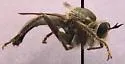 Ospriocerus arizonensis - photo 3