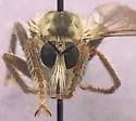 Ospriocerus arizonensis - photo 4