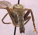 Ospriocerus arizonensis - photo 5