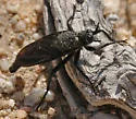 Ospriocerus brevis - Ospriocerus brevis