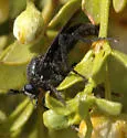 Ospriocerus brevis - photo 2