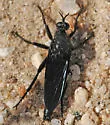 Ospriocerus brevis - photo 3
