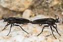 Ospriocerus brevis - photo 4