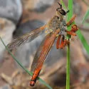 Ospriocerus latipennis