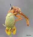 Ospriocerus latipennis - photo 2
