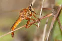 Ospriocerus latipennis - photo 3