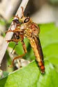 Ospriocerus latipennis - photo 4