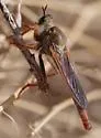 Ospriocerus latipennis - photo 5