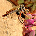 Ospriocerus longulus