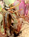 Ospriocerus longulus - photo 2