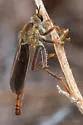 Ospriocerus longulus - photo 3