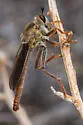 Ospriocerus longulus - photo 4