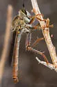 Ospriocerus longulus - photo 5