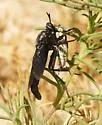 Ospriocerus minos