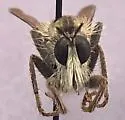 Ospriocerus tenebrosus - photo 3