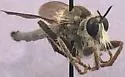 Ospriocerus tenebrosus - photo 4