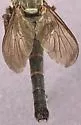 Ospriocerus tenebrosus - photo 5
