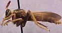 Ospriocerus tequilae - photo 2