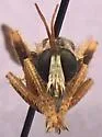 Ospriocerus tequilae - photo 4