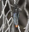 Ospriocerus vallensis - photo 2
