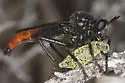 Ospriocerus vallensis - photo 3