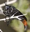 Ospriocerus vallensis - photo 4